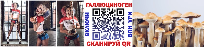 Купить где  Химки  Псилоцибиновые грибы мицелий 